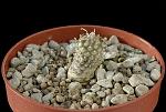 Euphorbia hadramautica Cm. 1,5€ 15,00